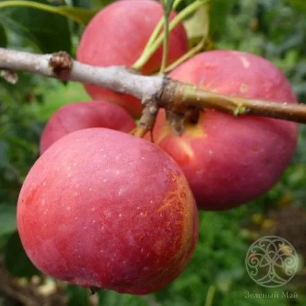 pepin 2_боскет1.jpg