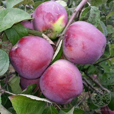 podarok-gr 2_боскет1.jpg