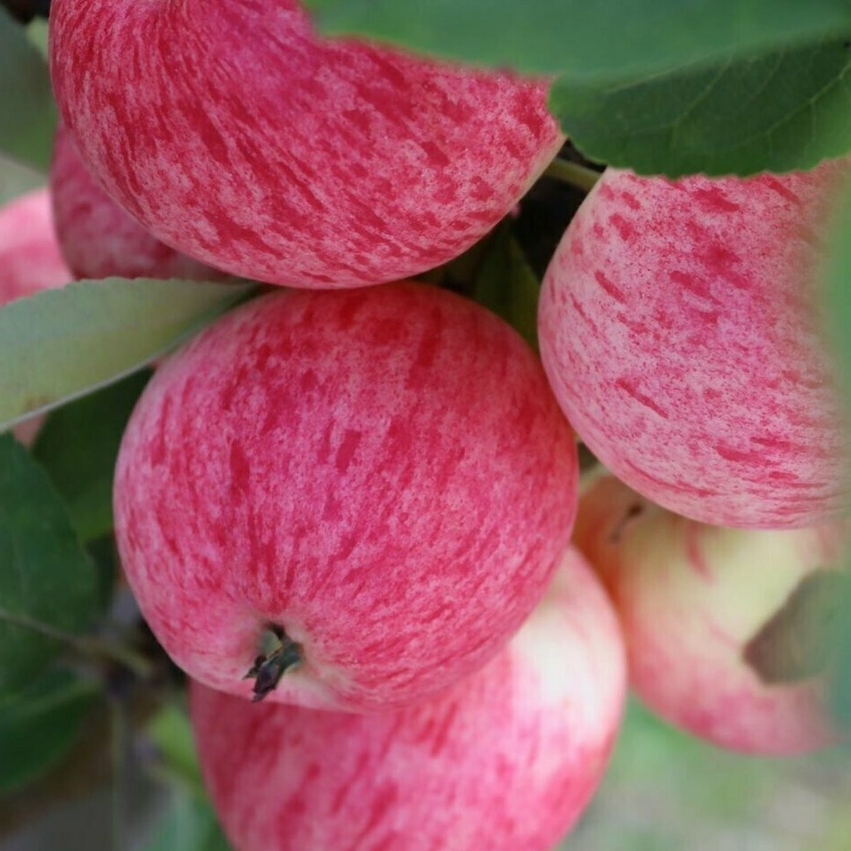 konfetnoye 2_боскет1.jpg