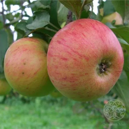 meduniza 2_боскет1.jpg