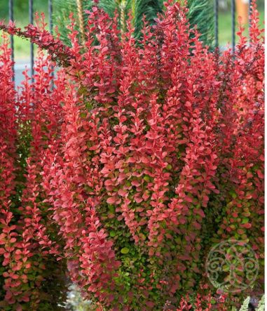 Барбарис Тунберга Оранж Рокет