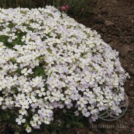 Арабис Кавказский белый