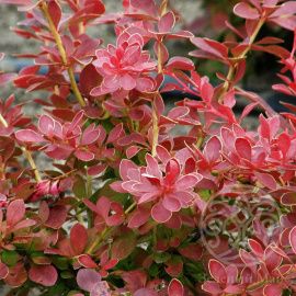 Барбарис Тунберга Ред Карпет