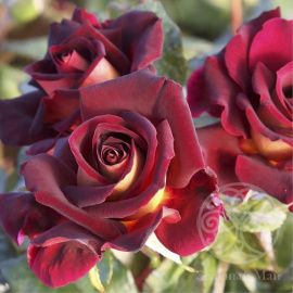 Роза Эдди Митчел