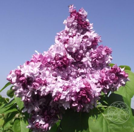 Сирень Маршал Малиновский