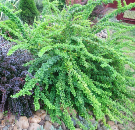 Барбарис Тунберга Грин Карпет