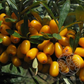 Облепиха Августина