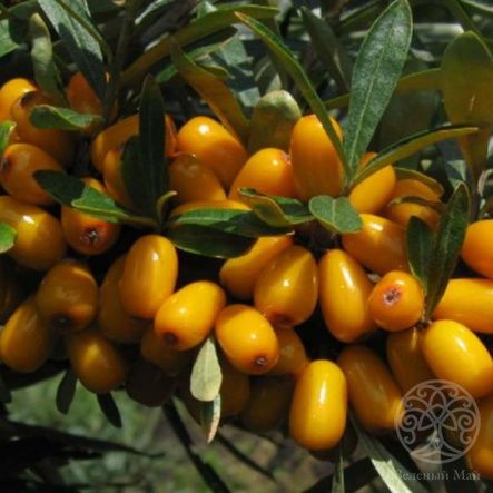 Облепиха Августина