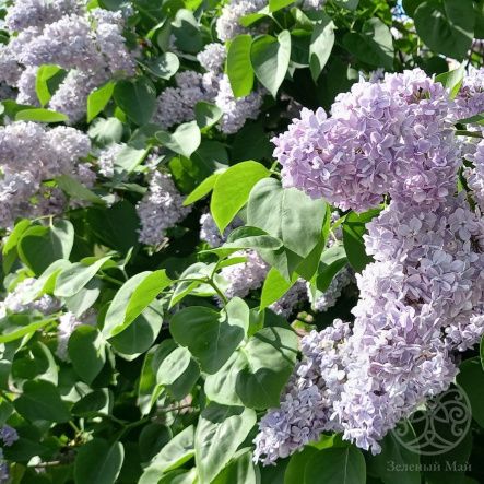 Сирень Летний Сад