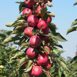 Яблоня колоновидная Алые паруса