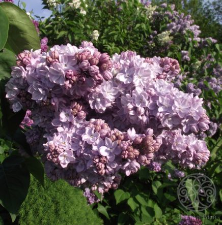 Сирень Вечерняя Москва