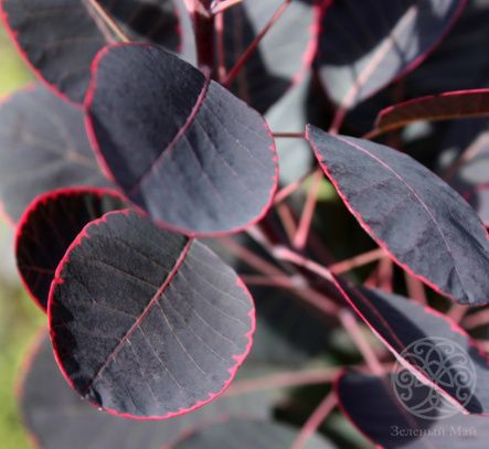 Скумпия Роял Пурпл кожевенная