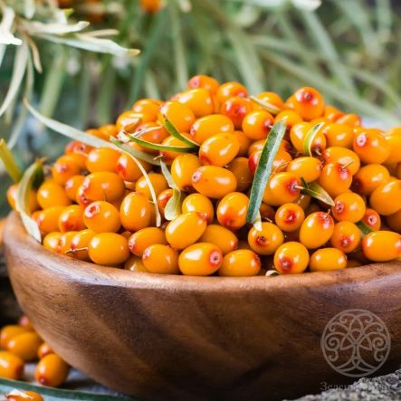 Облепиха Августина