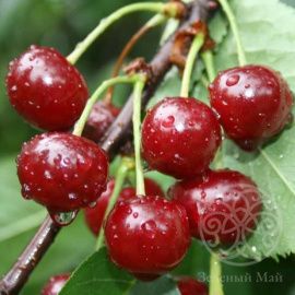 Вишня Владимирская