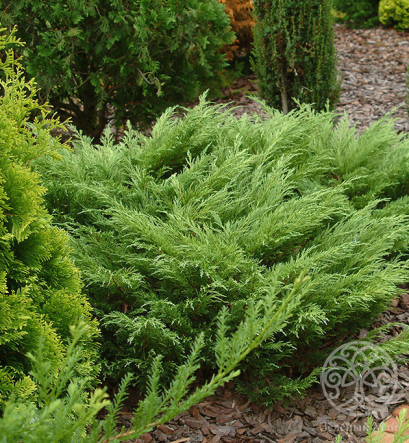 Можжевельник Мас казацкий