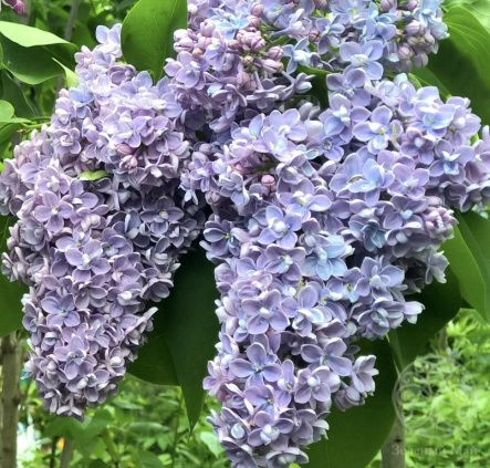 Сирень Президент Греви