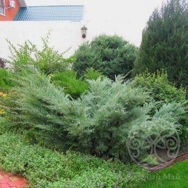 Можжевельник Хетс виргинский