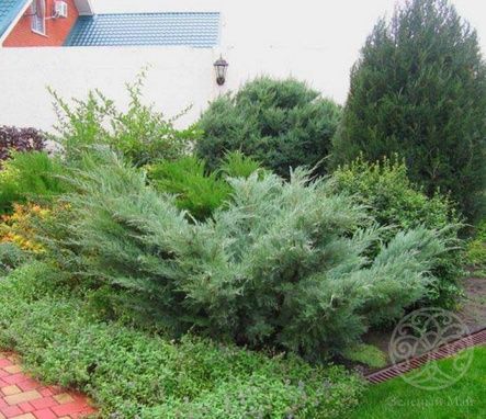 Можжевельник Хетс виргинский