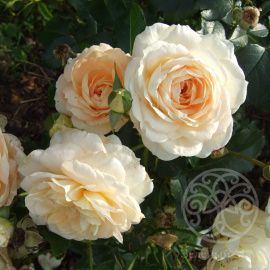 Роза Maria Antoanetа флорибунда