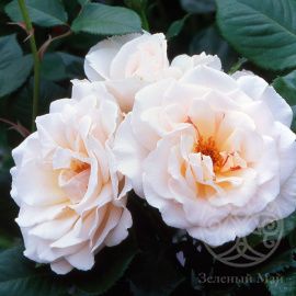 Роза Маргарет Меррилл флорибунда