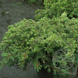 Можжевельник Репанда чешуйчатый