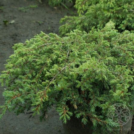Можжевельник Репанда чешуйчатый