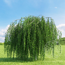 Береза повислая Youngii