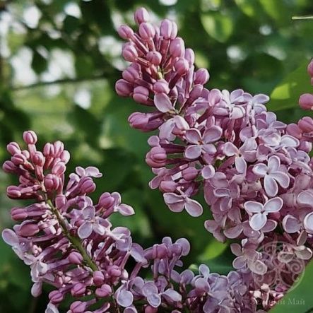 Сирень венгерская