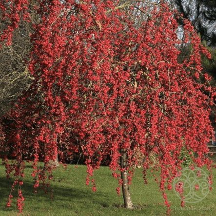 Яблоня Ред Сентинел