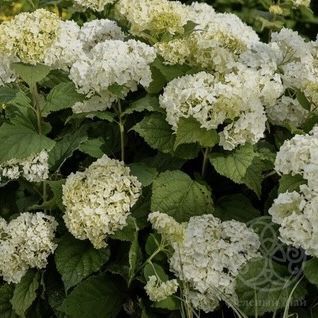 Гортензия Фловер Вау древовидная