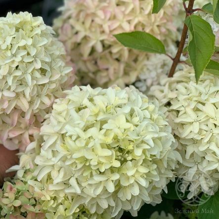 Гортензия Скайфолл метельчатая