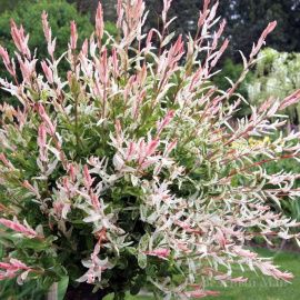 Ива Фламинго