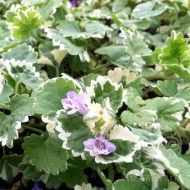 Будра плющевидная Вариегата