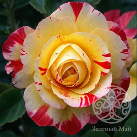 Роза Камиль Писсарро флорибунда