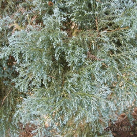 Кипарисовик Сквароза горохоплодный