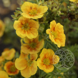 Лапчатка Манго Танго кустарниковая