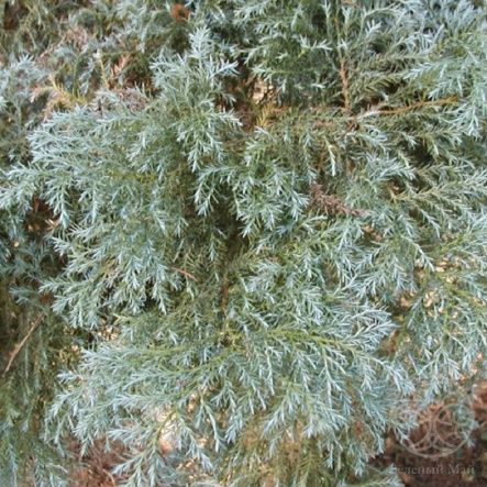 Кипарисовик Сквароза горохоплодный 