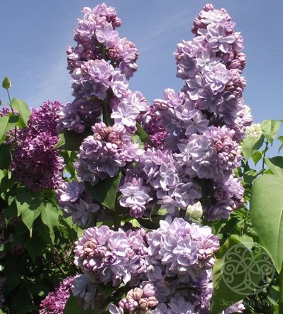 Сирень Вечерняя Москва