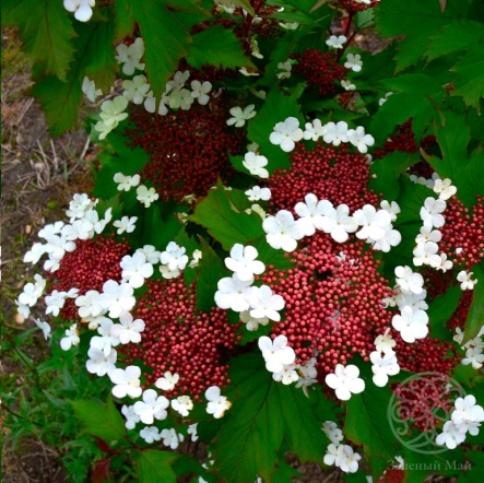 Калина Саржента Онондага