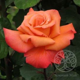 Роза Христофор Колумб чайно-гибридный