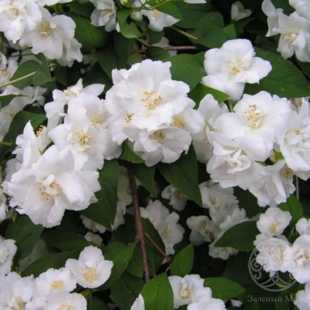 Чубушник Монблан