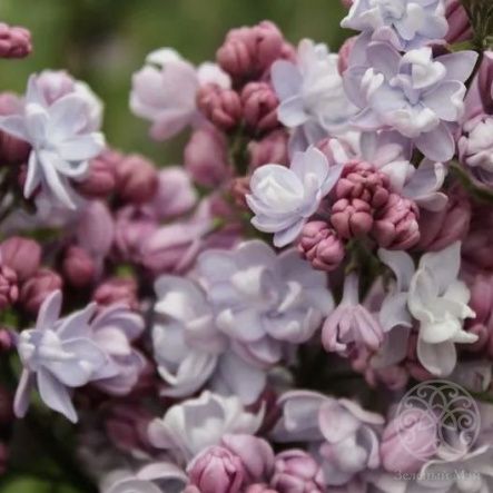 Сирень Фентези гиацинтовая 