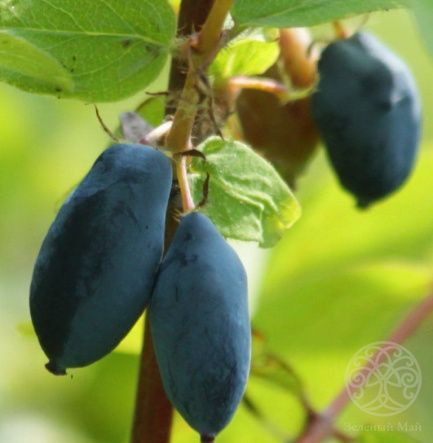 Жимолость Медовая пчелка Канадская