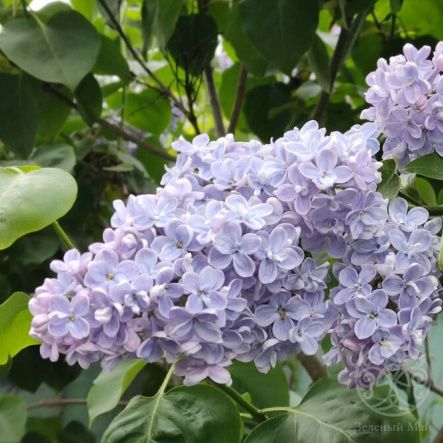 Сирень Летний Сад