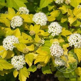 Пузыреплодник Дартс Голд