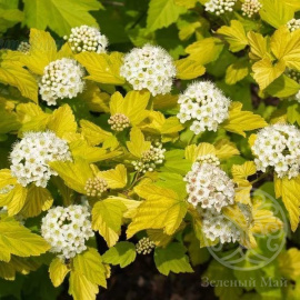 Пузыреплодник Дартс Голд