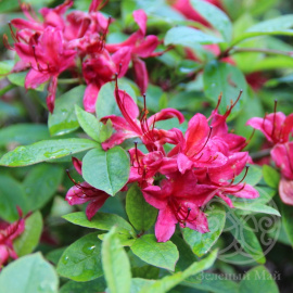 Азалия Карминдуфт листопадная