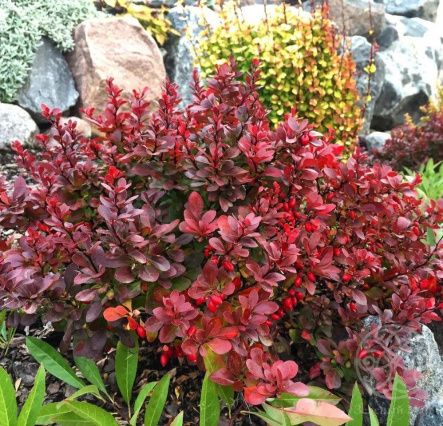 Барбарис Тунберга Кармен