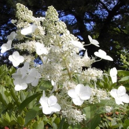 Гортензия Киушу метельчатая 