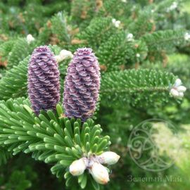 Пихта корейская